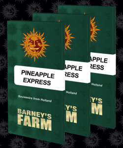 Barneys Farm Pineapple Express