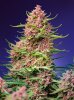Sweet Seeds Strawberry Cola Sherbet F1 Fast Version