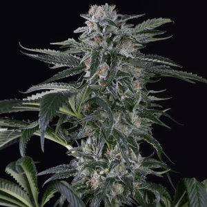 Silent Seeds Moby Dick Auto