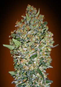 00 Seeds Cheese Berry