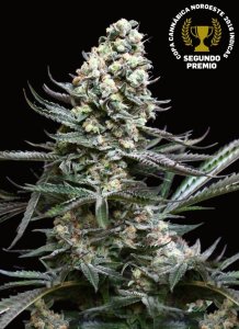 Absolute Cannabis Seeds Nordes