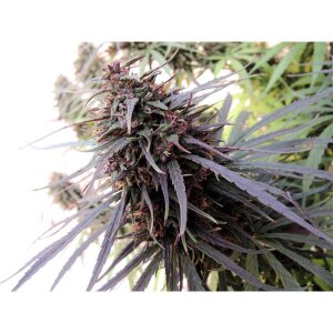 Ace Seeds Purple Haze X Malawi
