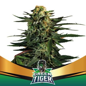 Bsf Seeds Green Tiger Fast Version