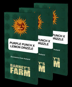 Barneys Farm Purple Punch X Lemon Drizzle