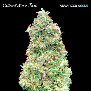 Advanced Seeds Critical Mass Fast