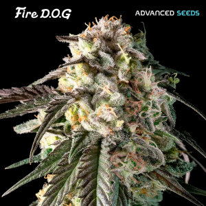 Advanced Seeds Fire Dog