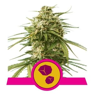 Royal Queen Seeds Gushers USA Premium