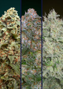 Advanced Seeds Feminized Collection #3