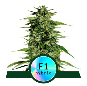 Royal Queen Seeds Hyperion F1 Auto