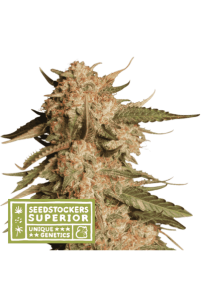 Seedstockers Blue Moby Auto
