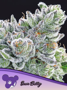 Anesia Seeds Sour Betty