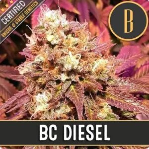 Blimburn Seeds Bc Diesel