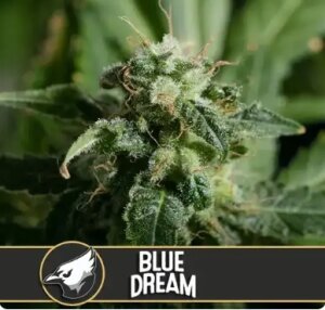 Blimburn Seeds Blue Dream