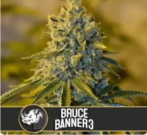 Blimburn Seeds Bruce Banner #3