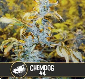 Blimburn Seeds ChemdOG # 4