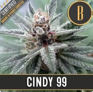 Blimburn Seeds Cindy 99