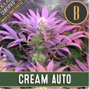 Blimburn Seeds Cream Auto