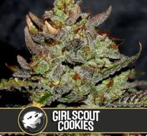 Blimburn Seeds Girl Scout Cookies