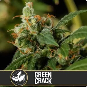 Blimburn Seeds Green Crack