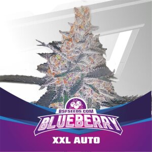 Bsf Seeds Blueberry XXL Auto