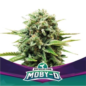 Bsf Seeds Moby-D