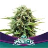 Bsf Seeds Moby-D