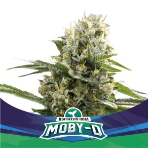 Bsf Seeds Moby-D XXL Auto
