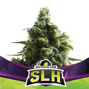 Bsf Seeds Slh - Super Lemon Haze