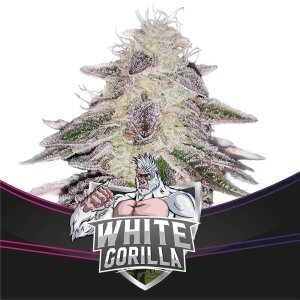 Bsf Seeds White Gorilla - Draft Line