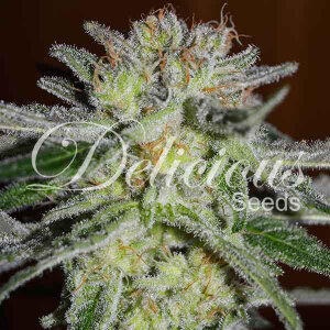 Delicious Seeds Northern Light Blue