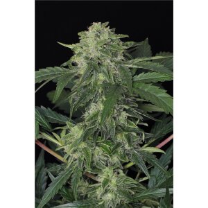 Exotic Seed Jungle Fever Auto