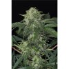 Exotic Seed Jungle Fever Auto