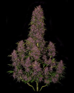 420 Fast Buds Crystal M.E.T.H. Auto