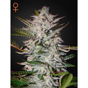 Green House Seeds Holy Punch