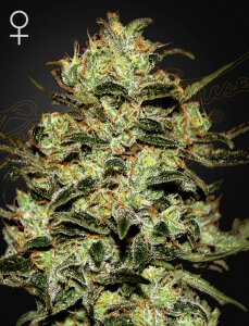 Green House Seeds Moby Dick