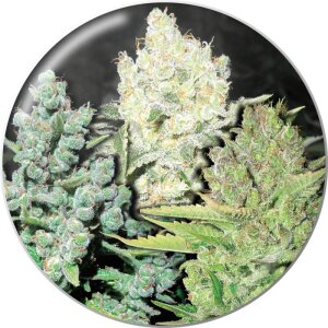Medical Seeds Coleccion 4