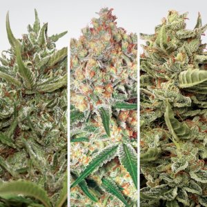 Paradise Seeds Auto Collection Pack #2
