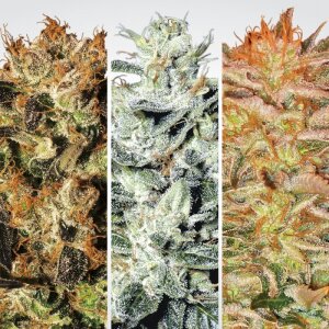 Paradise Seeds Champions Pack Indica