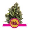 Royal Queen Seeds Candy Kush Express-Fast