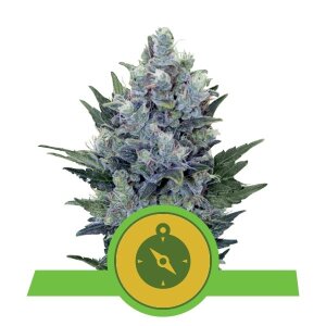 Royal Queen Seeds Northern Light Auto
