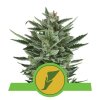 Royal Queen Seeds Quick One Auto