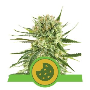 Royal Queen Seeds Royal Cookies USA Premium Auto