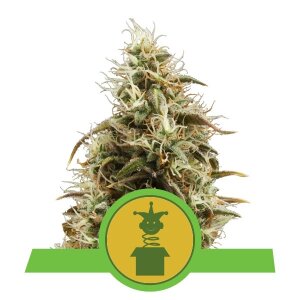 Royal Queen Seeds Royal Jack Auto
