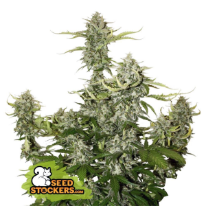 Seedstockers Candy Dawg Auto