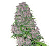 White Label Purple Bud