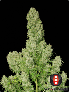 Serious Seeds White Russian