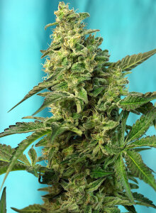 Sweet Seeds Green Poison F1 Fast Version
