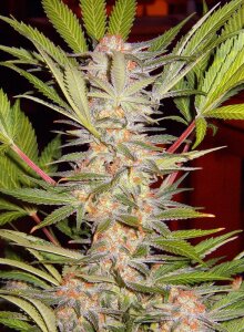 Sweet Seeds S.A.D. Sweet Afgani Delicious F1 Fast Version