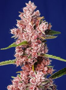 Sweet Seeds Tropicanna Poison F1 Fast Version