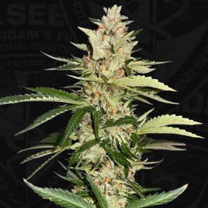 T.H. Seeds Banana Candy Krush - Free 710 Limited 7 Pack